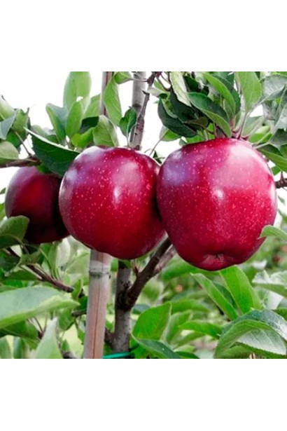 Стиглі яблука сорту Black Prince крупним планом